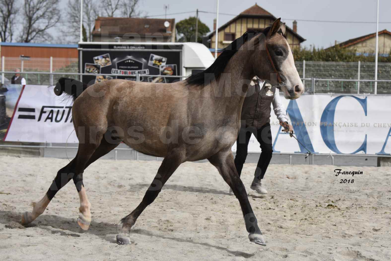 Concours d'élevage de Chevaux Arabes - D. S. A. - A. A. - ALBI les 6 & 7 Avril 2018 - FLORIA DU PUECH - Notre Sélection 10