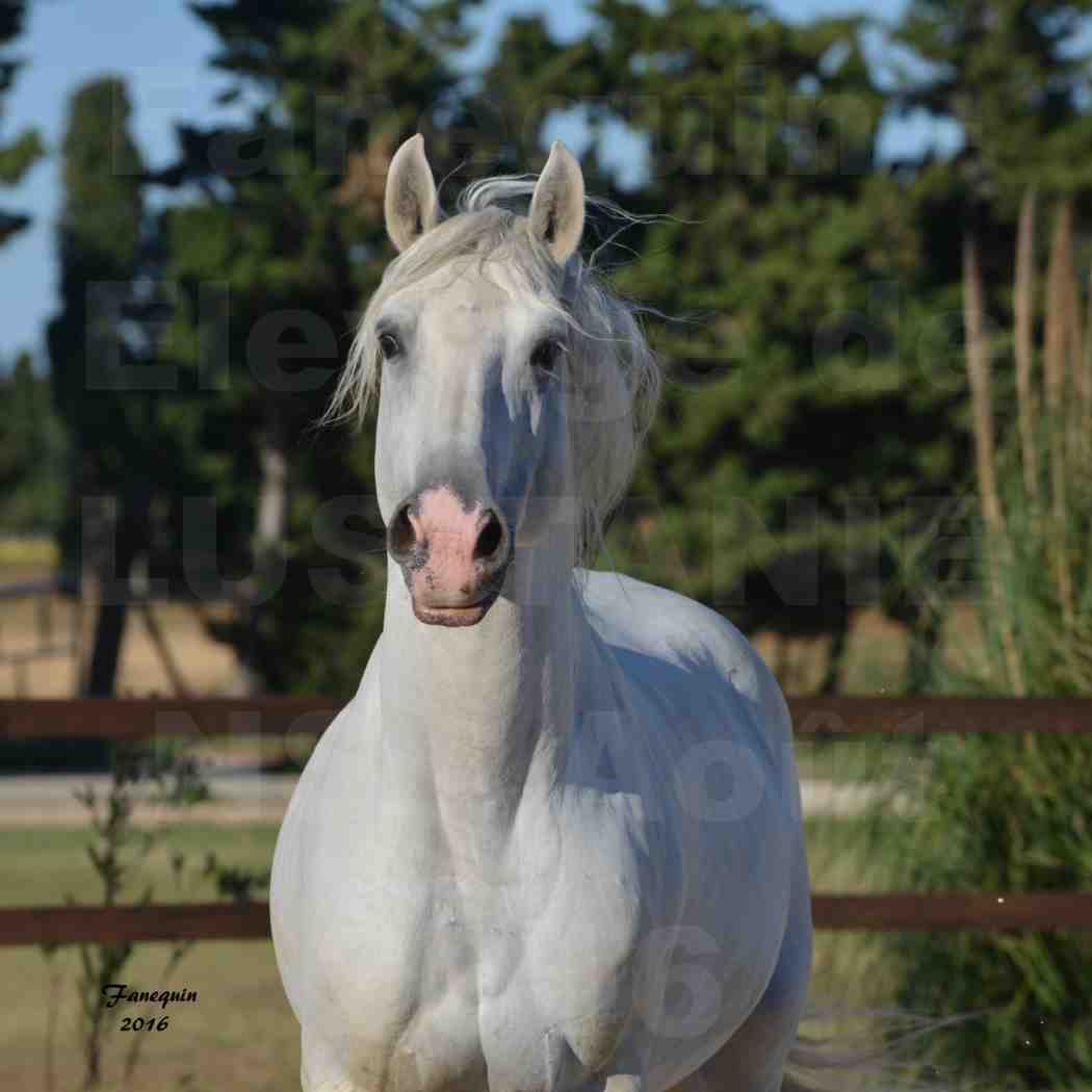 Elevage de LUSITANIENS - Etalon "UM  DOIS" - Portraits - 4