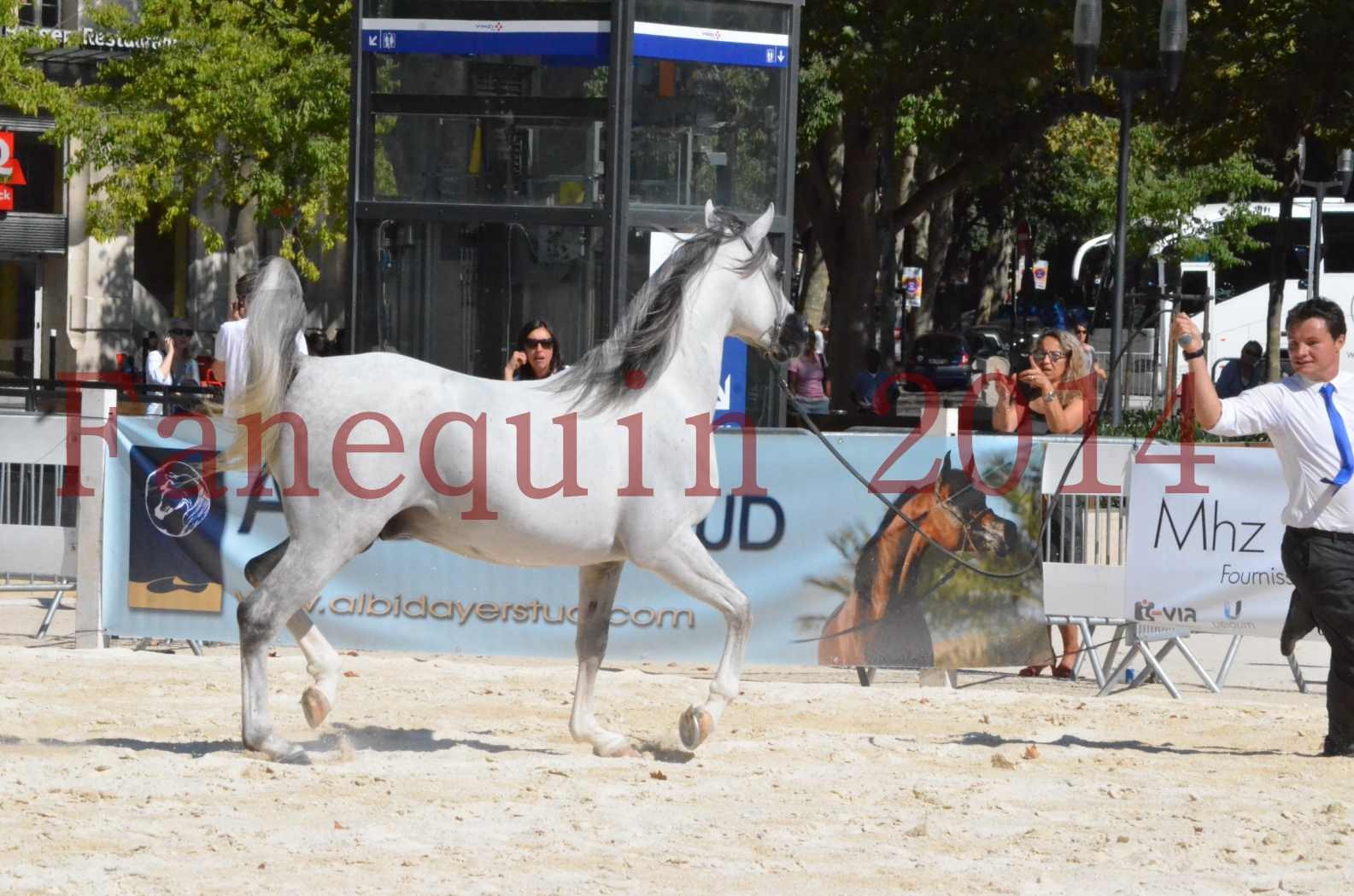 Concours National de Nîmes de chevaux ARABES 2014 - Sélection - SHAOLIN DE NEDJAIA - 26