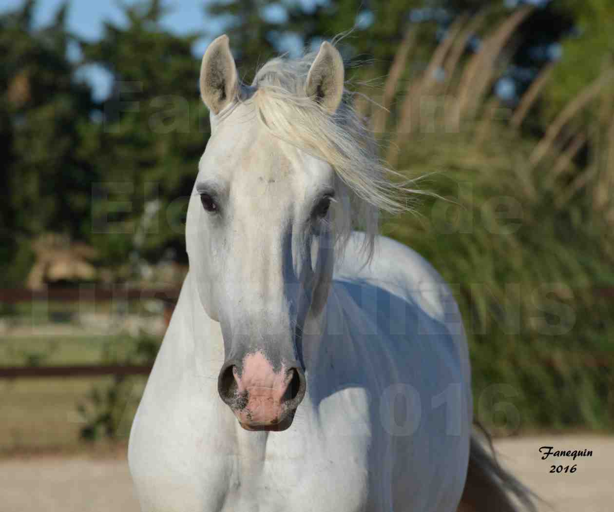 Elevage de LUSITANIENS - Etalon "UM  DOIS" - Portraits - 1