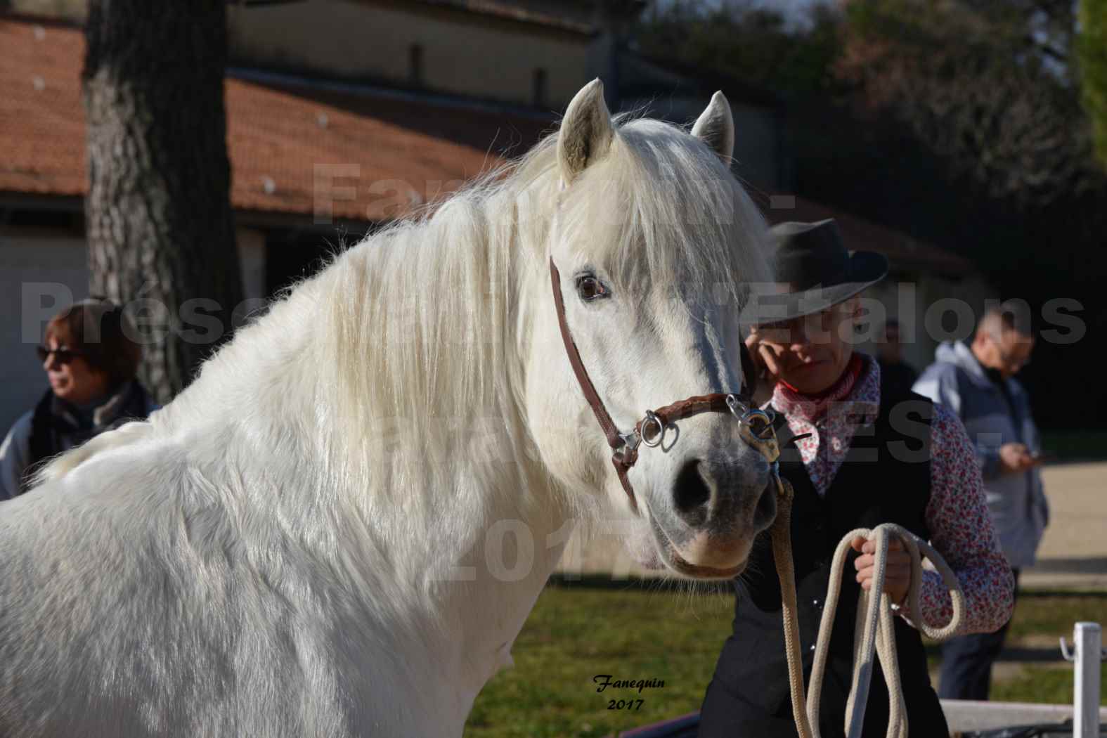 Présentation d’Étalons aux Haras d'UZES en 2016 - Portraits - IOULIER DU RHONY - 2