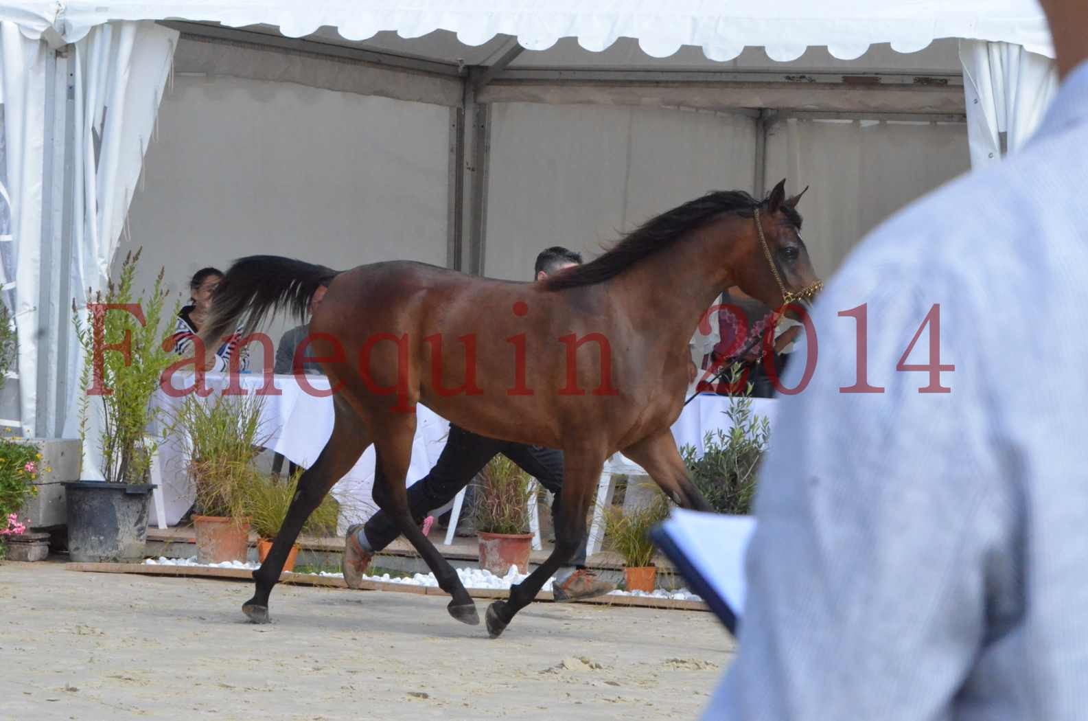 Championnat de FRANCE 2014 - Amateurs - KAL'ELLE D'ELHORIA - 23