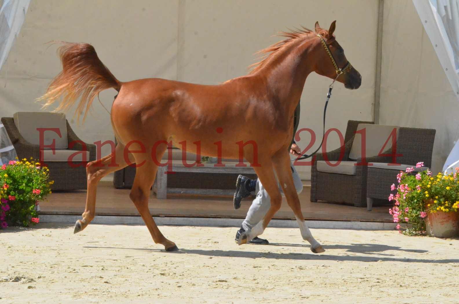 Championnat de FRANCE 2014 - Amateurs - SH CALLAS BINT ARMANI - 16