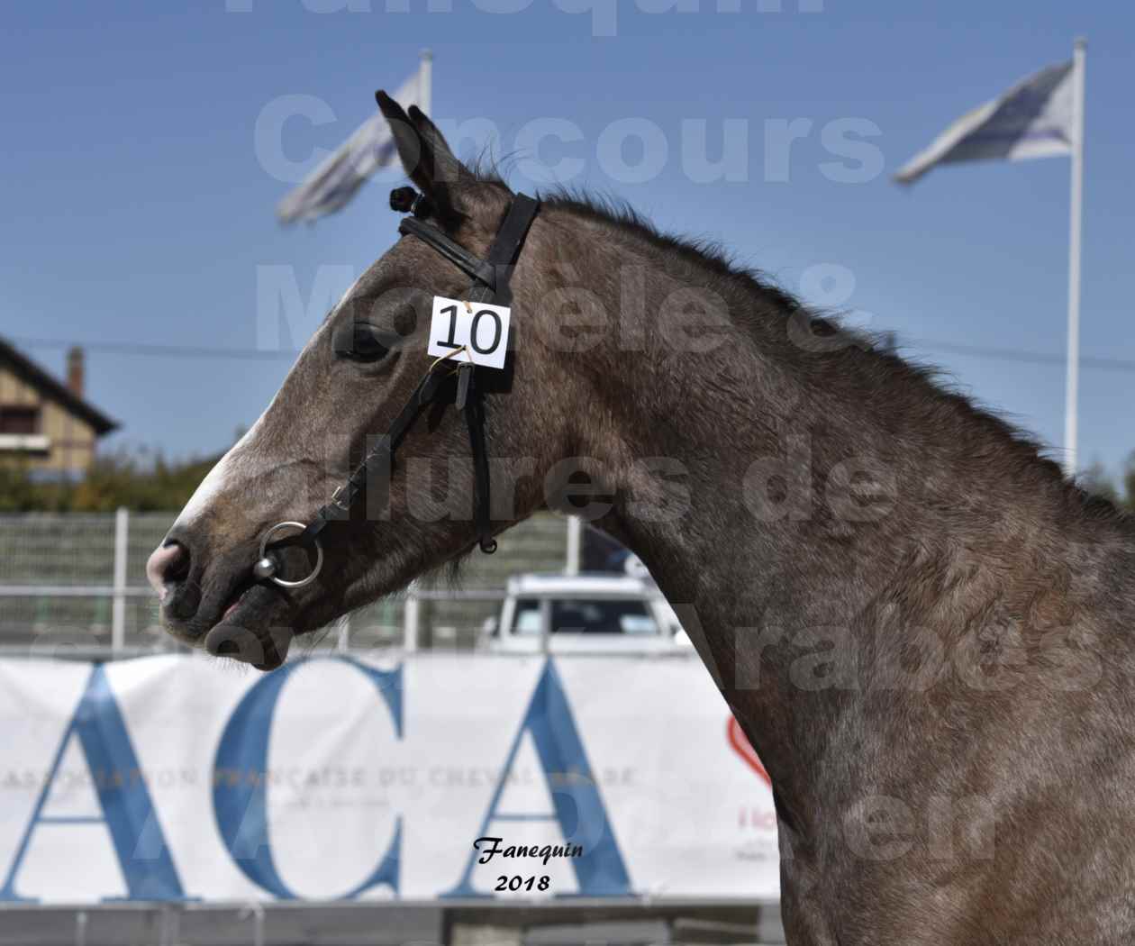 Concours d'élevage de Chevaux Arabes - D. S. A. - A. A. - ALBI les 6 & 7 Avril 2018 - GOLD OF MARTRETTES - Notre Sélection - Portraits - 1