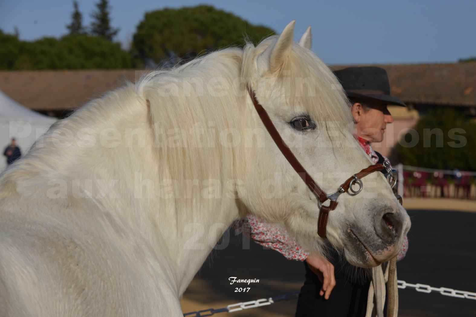 Présentation d’Étalons aux Haras d'UZES en 2016 - Portraits - IOULIER DU RHONY - 1