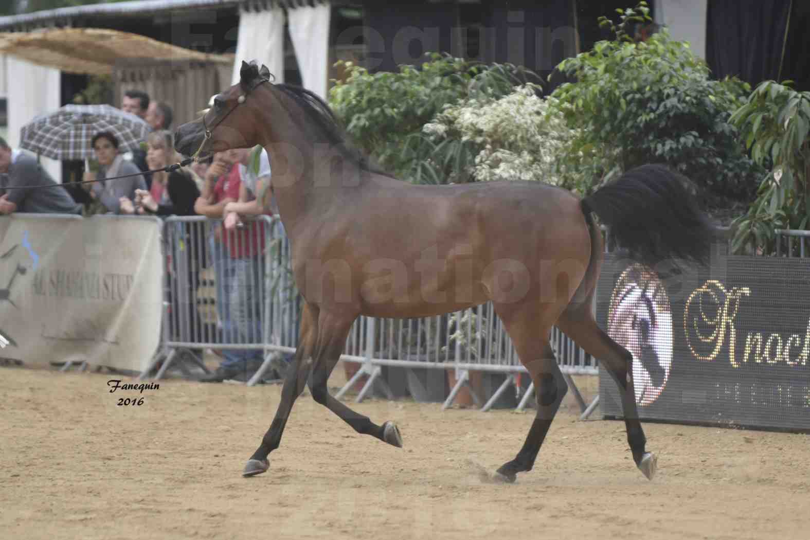 Championnat du pur-sang arabe de la Méditerranée et des pays arabes - MENTON 2016 - REMAL  AL SHAQAB - Notre Sélection - 2