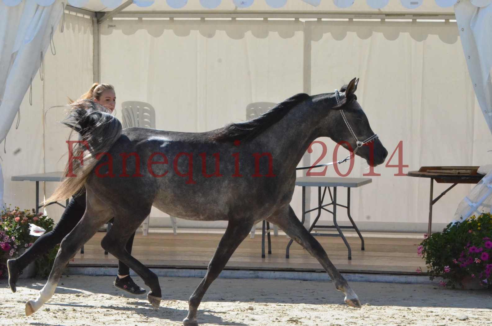 Championnat de FRANCE 2014 - Amateurs - CHTI KAID D'AUBIN - 18