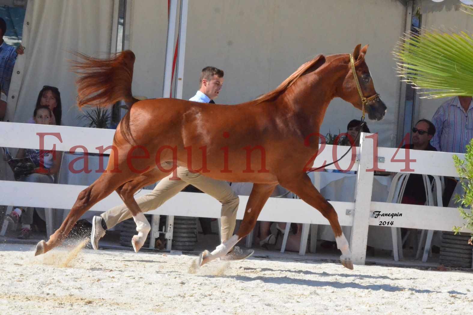 Concours National de Nîmes de chevaux ARABES 2014 - Notre Sélection - DZHARI NUNKI - 01