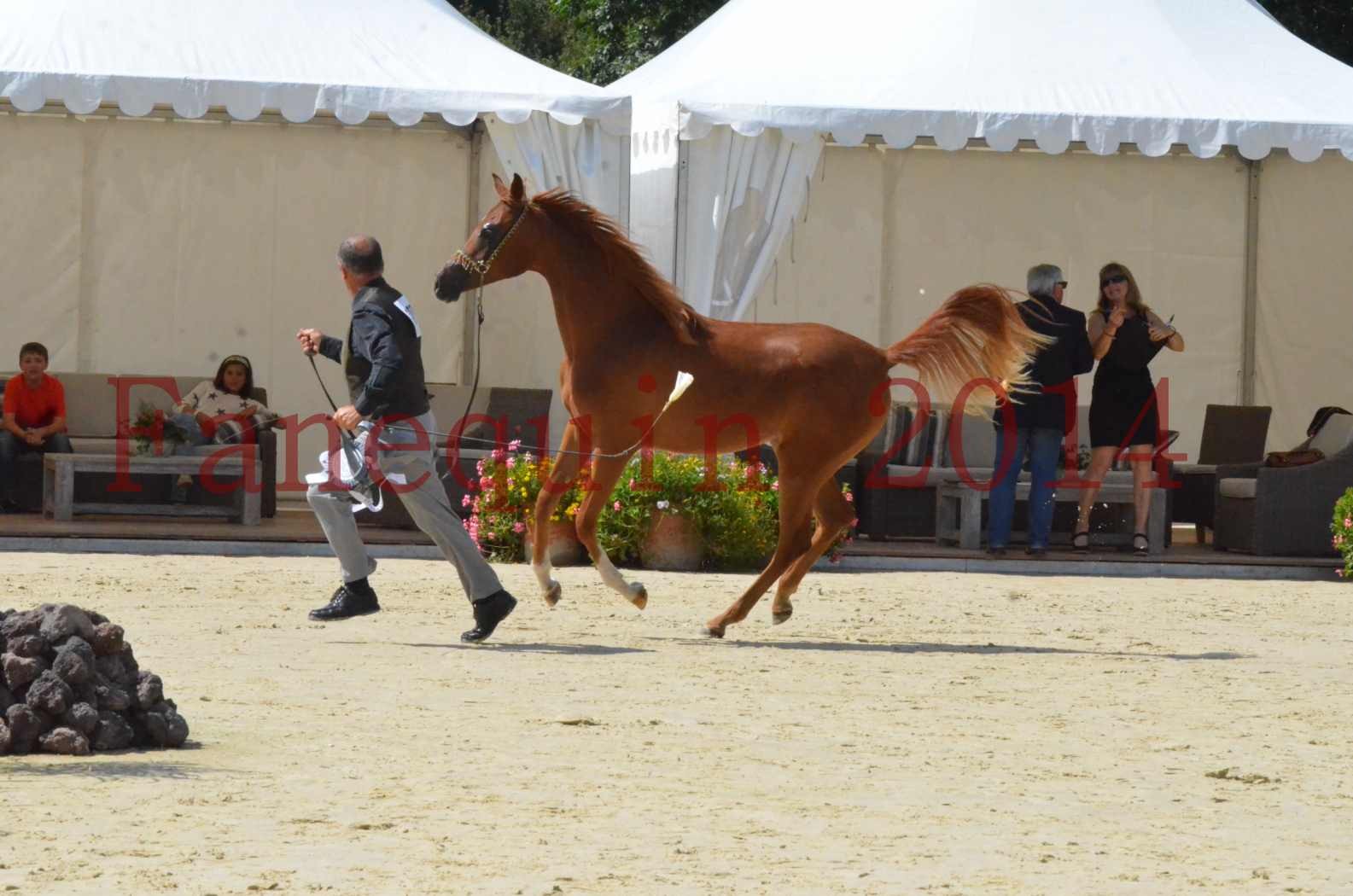 Championnat de FRANCE 2014 - Amateurs - SH CALLAS BINT ARMANI - 61