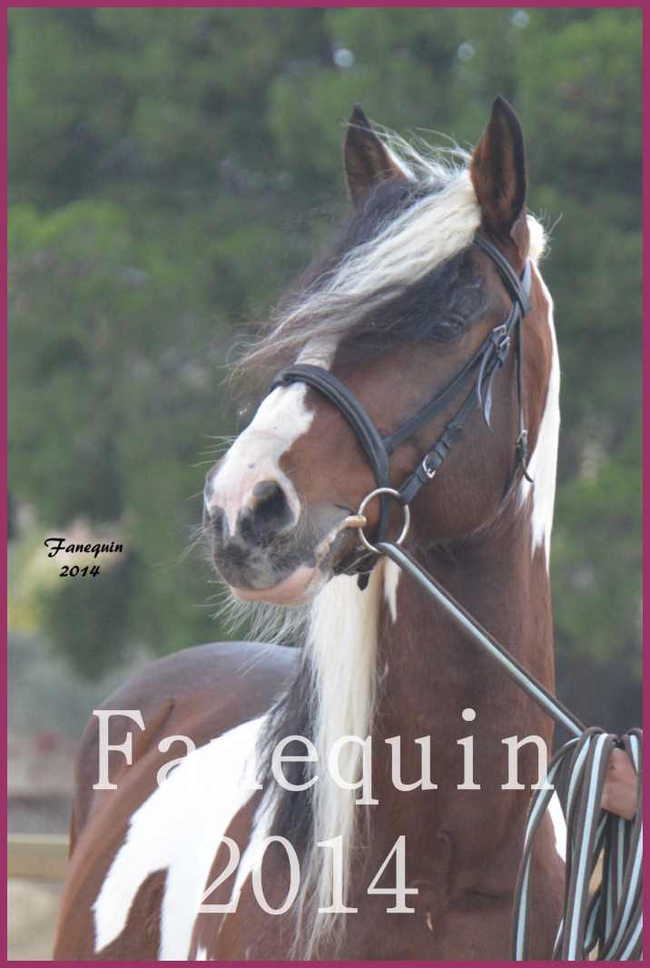 Domaine de LAMARRE - Elevage de Chevaux - Portraits - 05