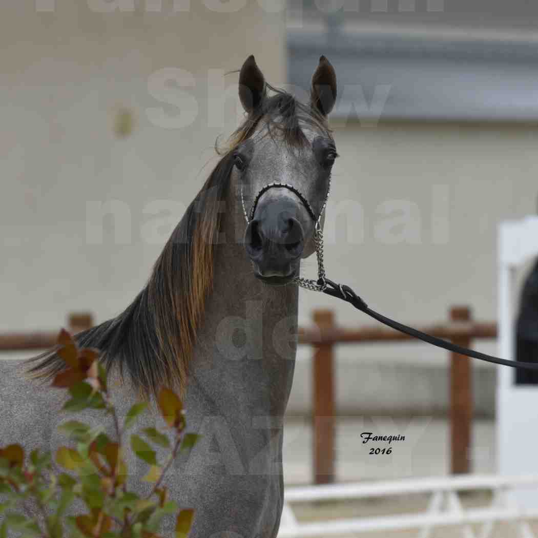 Show national de chevaux arabes de CHAZEY sur AIN 2016 - NM HACINA - Notre Sélection - Portraits - 2