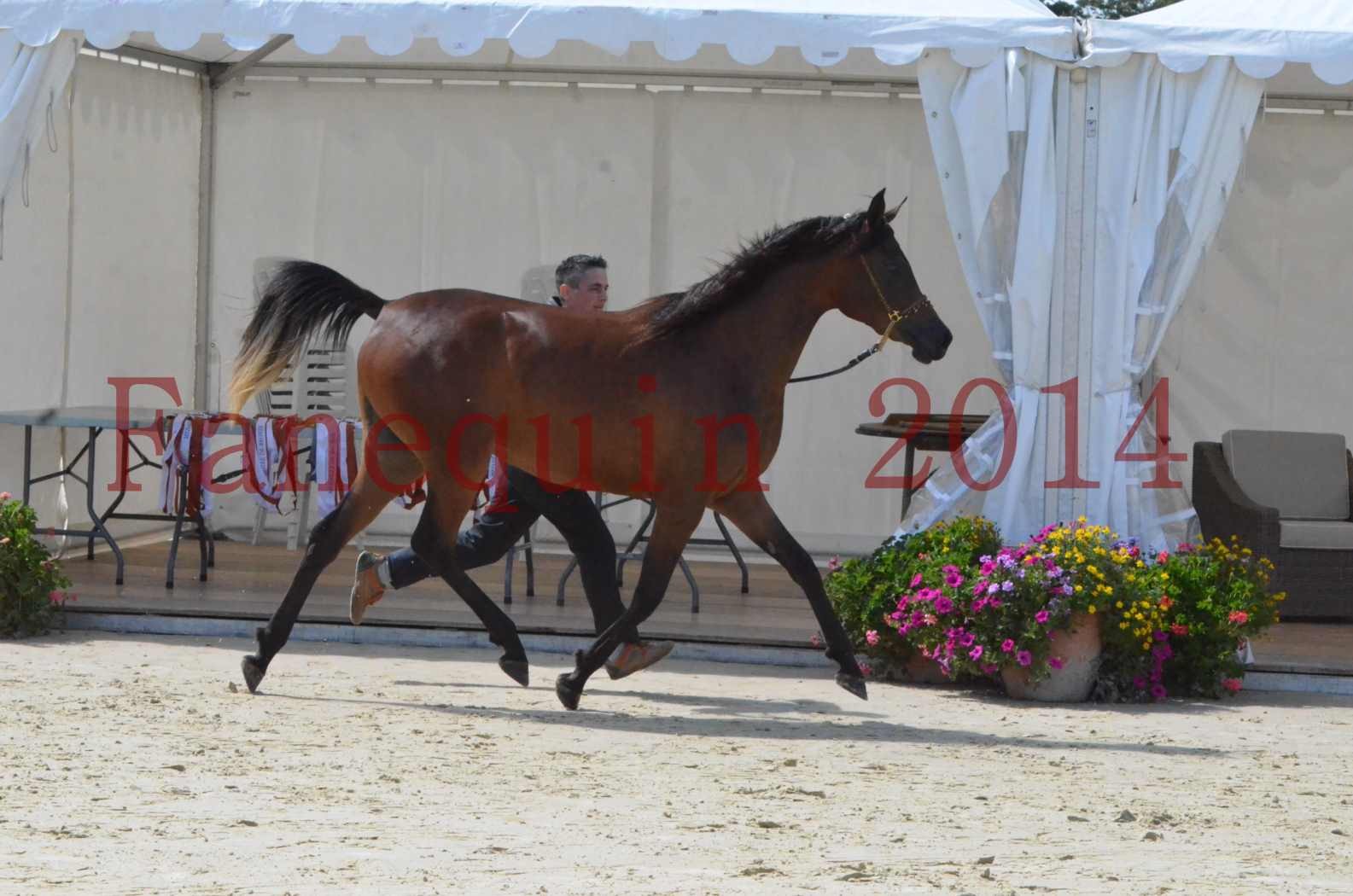 Championnat de FRANCE 2014 - Amateurs - KAL'ELLE D'ELHORIA - 50