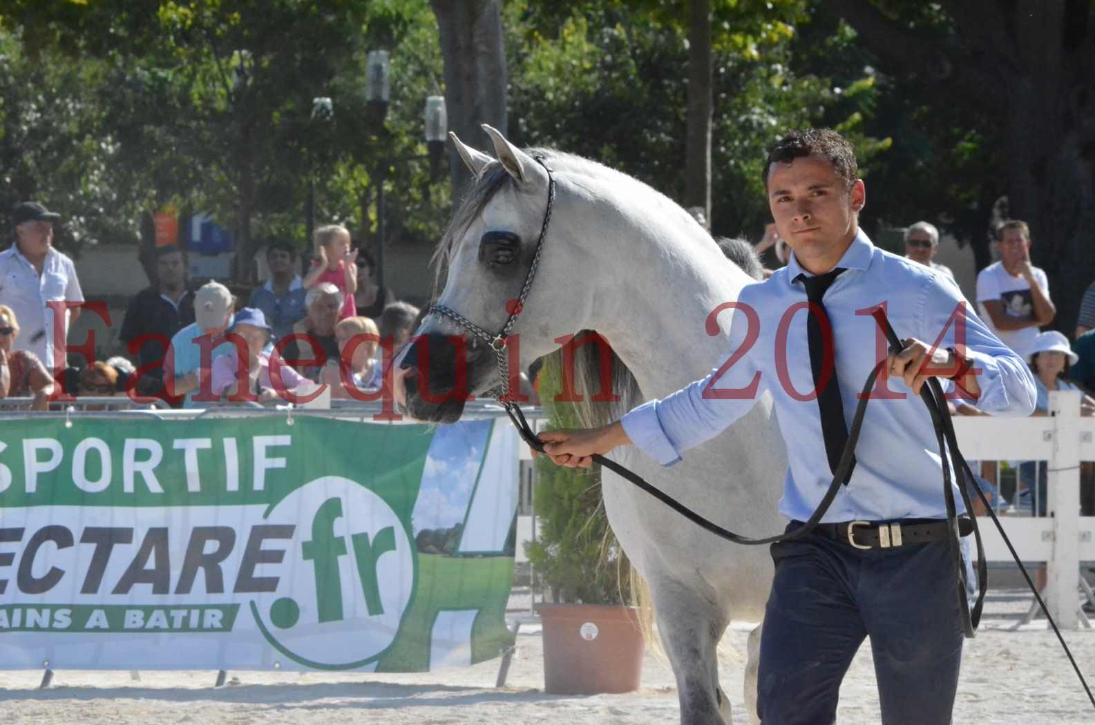 Concours National de Nîmes de chevaux ARABES 2014 - Championnat - SHAOLIN DE NEDJAIA - 45