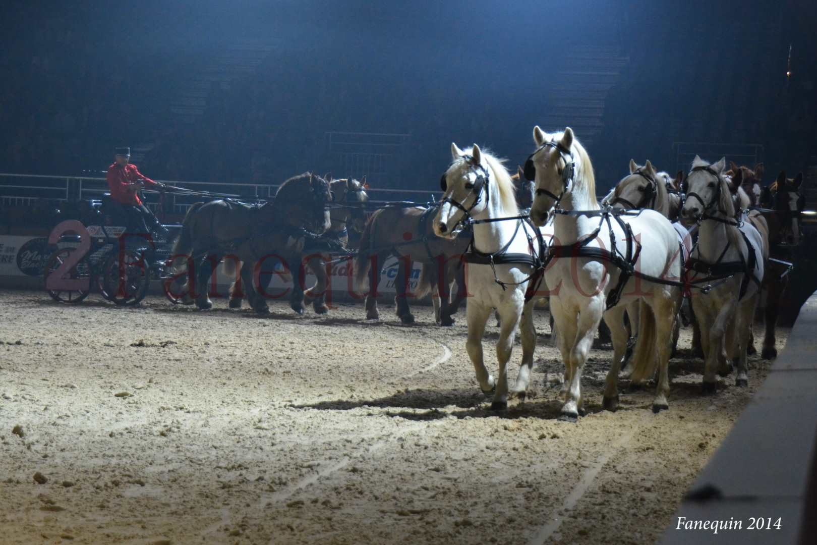 Attelage de 14 chevaux de plusieurs races du Haras National d'UZES