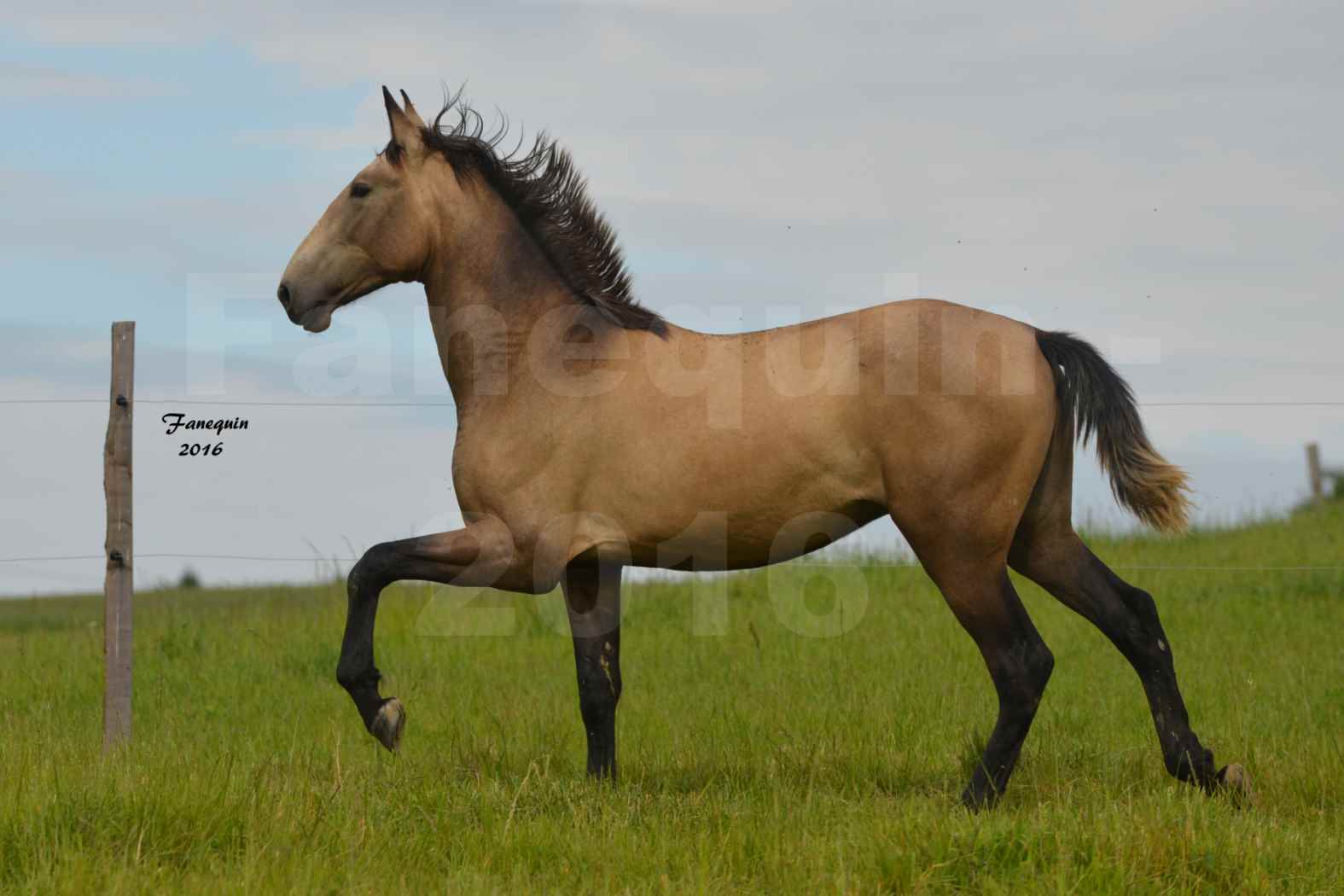 Chevaux PRE de l'élevage DEL TESSUOR - Frédérique VIGNE - 20