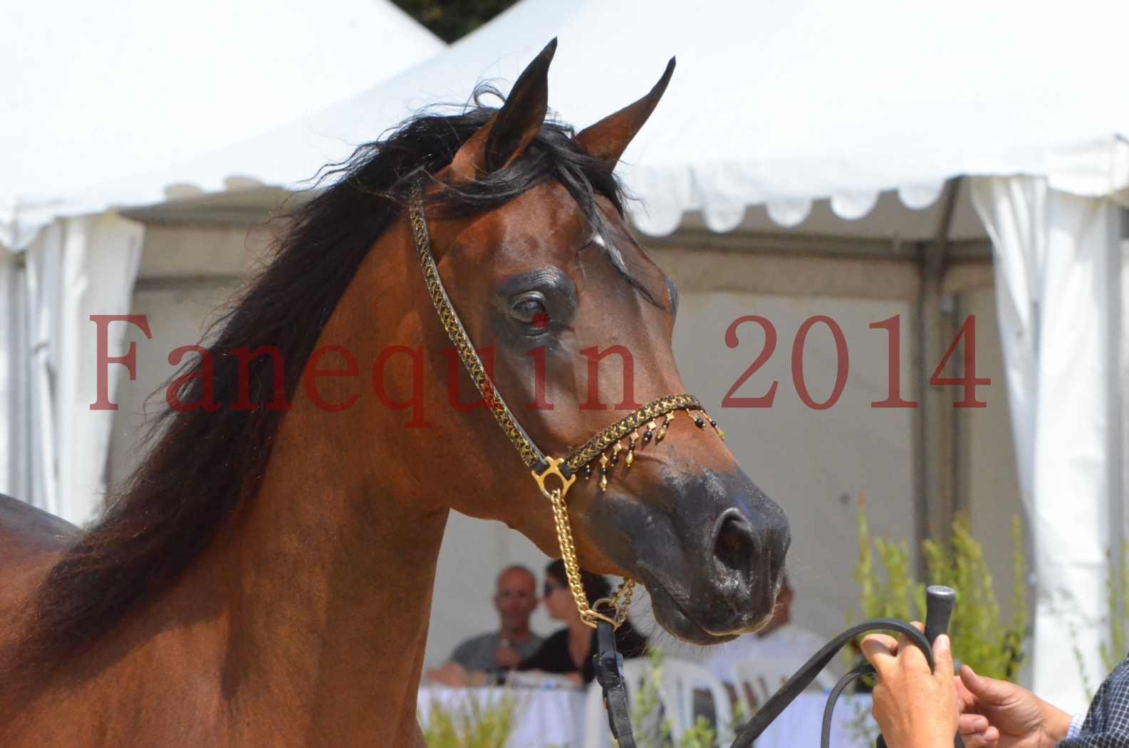 Championnat de FRANCE 2014 - Amateurs - KAL'ELLE D'ELHORIA - 89