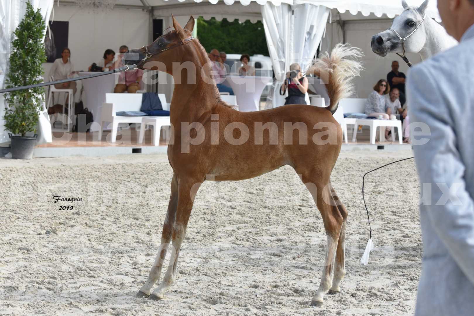 Championnat de France des chevaux Arabes en 2019 à VICHY - SH CYRENE - 5