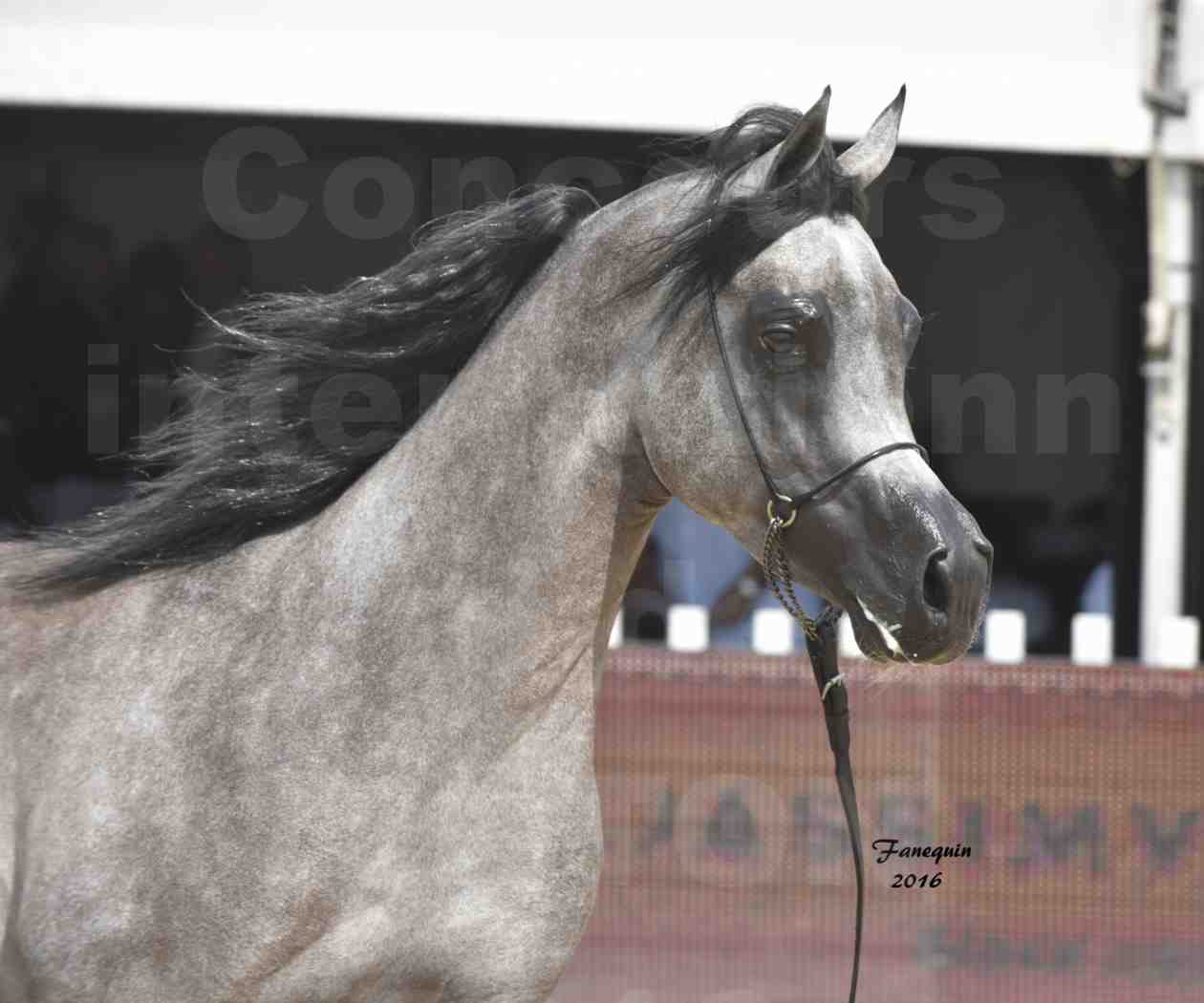 Championnat du pur-sang arabe de la Méditerranée et des pays arabes - MENTON 2016 - SUNDOWN KA - Notre Sélection - Portraits - 1