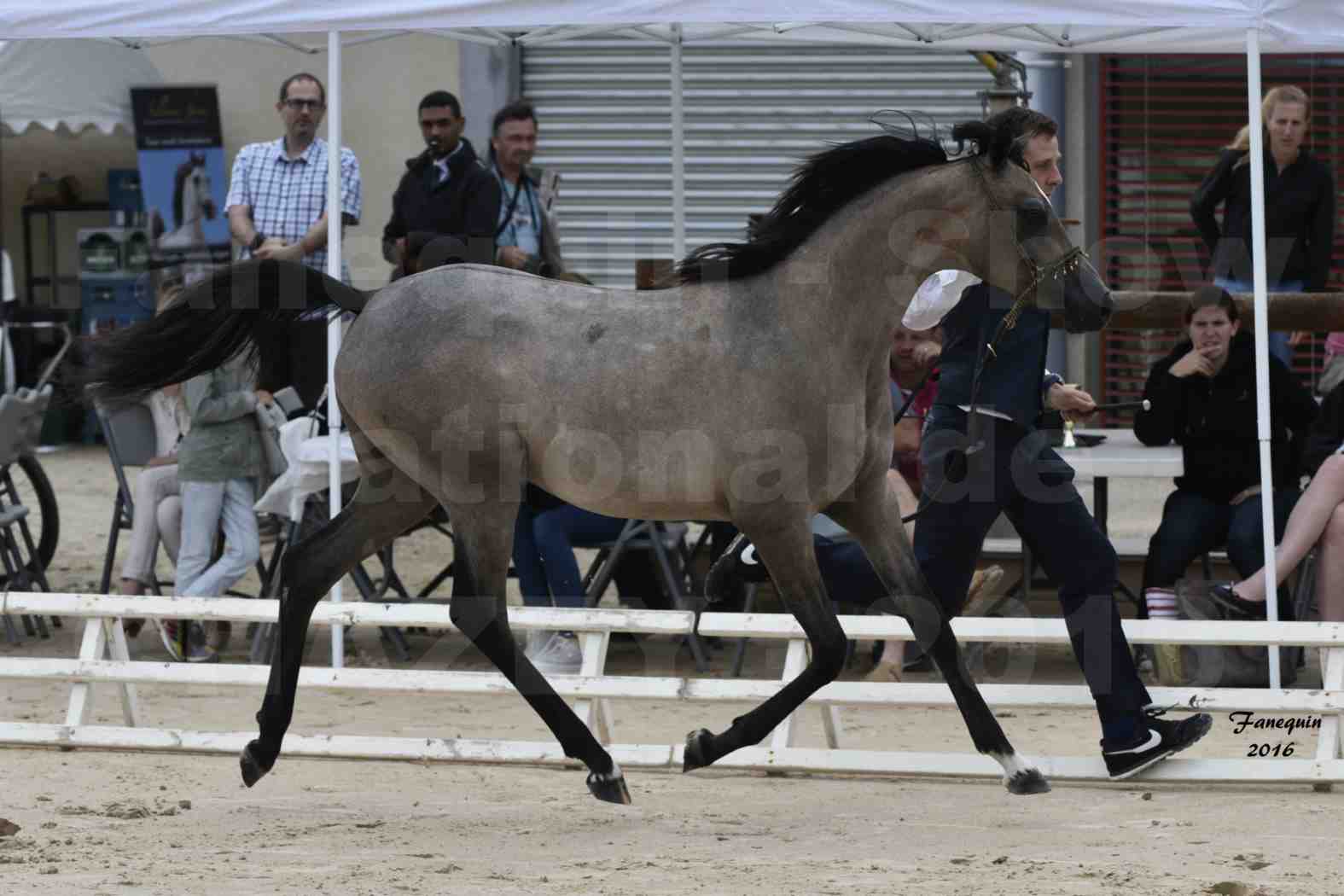 Show national de chevaux arabe de CHAZEY sur AIN - FALOUKA - 6