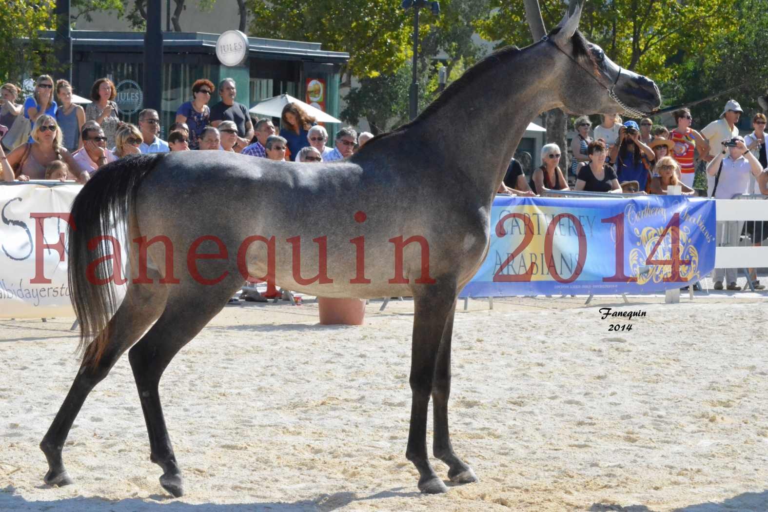 Concours National de Nîmes de chevaux ARABES 2014 - Notre Sélection - JOSEPH'S BOUZIOLS - 03