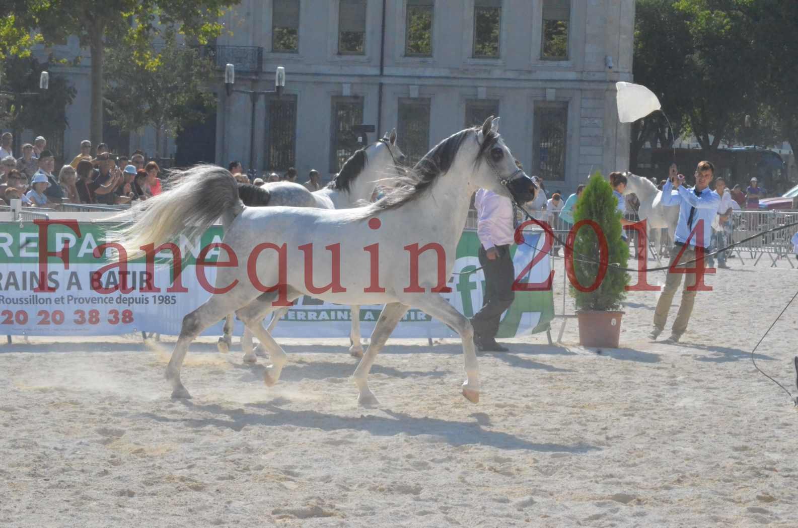 Concours National de Nîmes de chevaux ARABES 2014 - Championnat - SHAOLIN DE NEDJAIA - 05