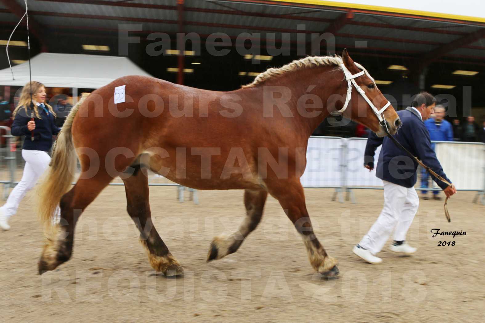 Concours Régional OCCITANIE de chevaux de traits à REQUISTA - DIANE DE GRILLOLES - 5