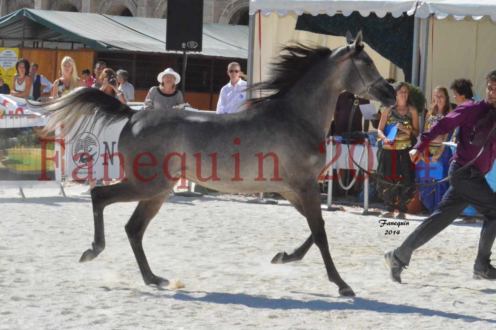 Concours National de Nîmes de chevaux ARABES 2014 - Notre Sélection - JOSEPH'S BOUZIOLS - 15