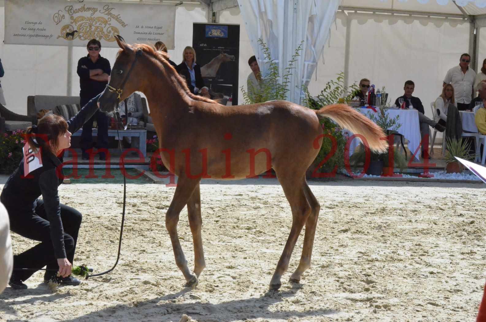 CHAMPIONNAT DE FRANCE 2014 A POMPADOUR - Championnat - TSAR KENZA - 42