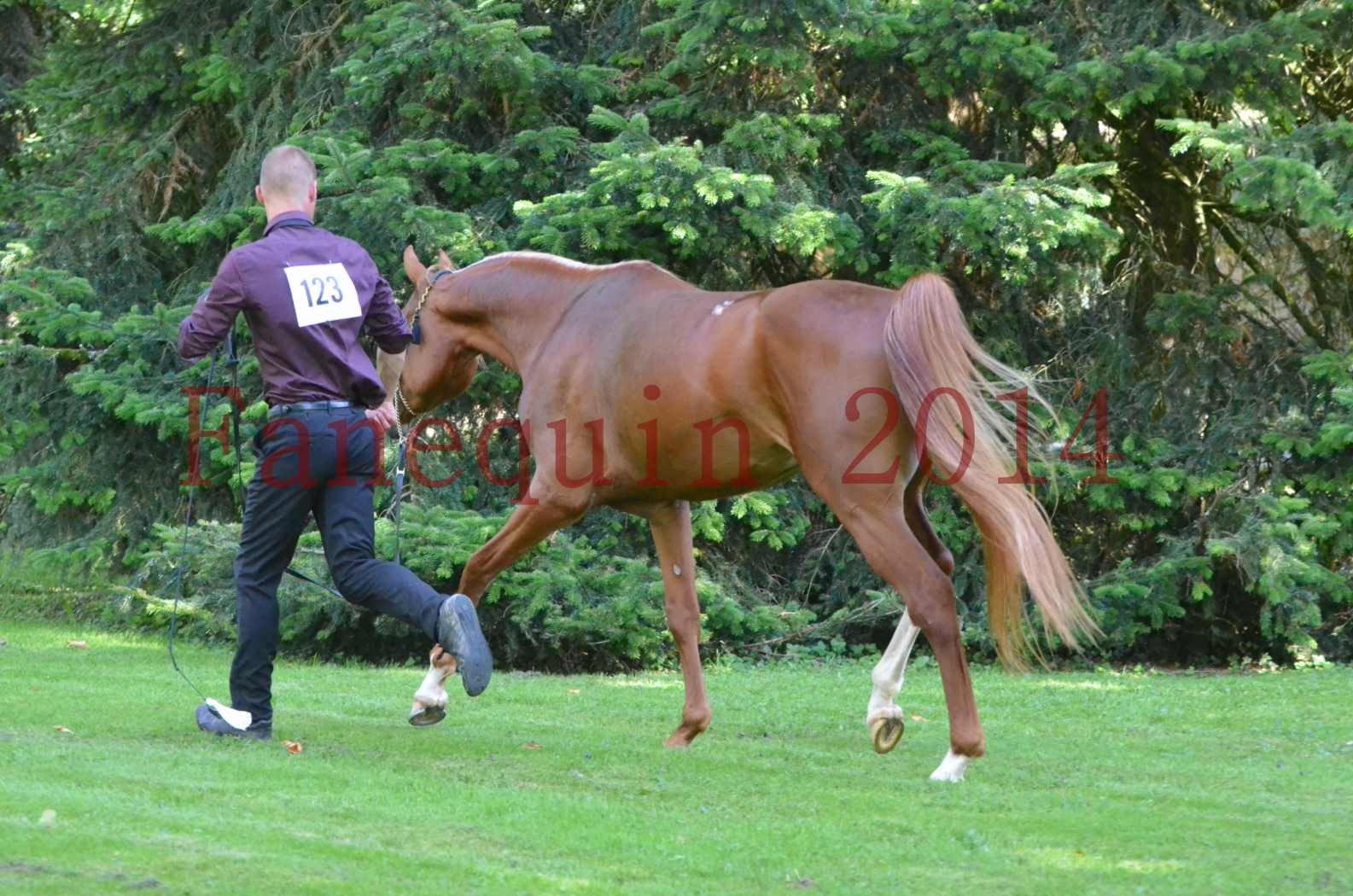 Championnat de FRANCE 2014 - Amateurs - SELECTO IBN SAMAWI - 115