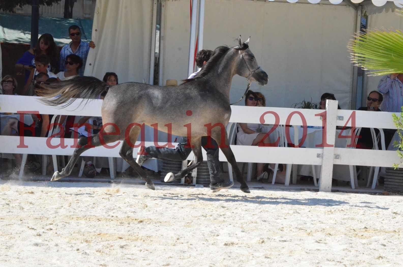 Concours National de Nîmes de chevaux ARABES 2014 - Championnat - JOSEPH'S BOUZIOLS - C 12