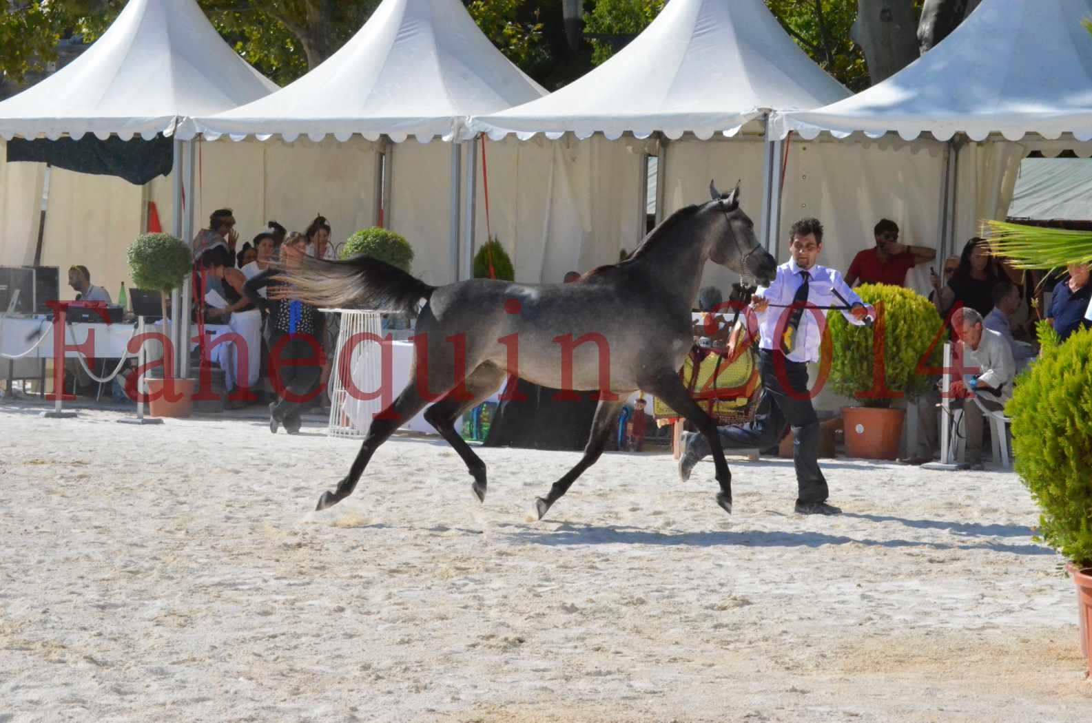 Concours National de Nîmes de chevaux ARABES 2014 - Championnat - JOSEPH'S BOUZIOLS - C 09