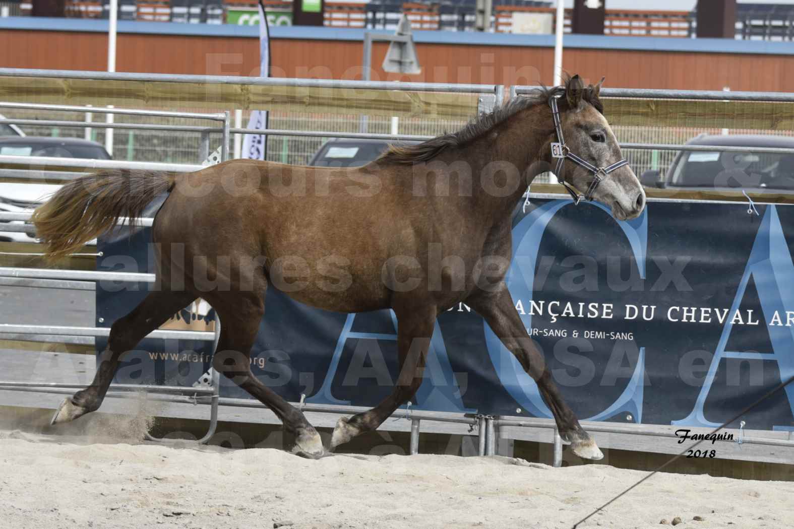 Concours d'élevage de Chevaux Arabes - Demi Sang Arabes - Anglo Arabes - ALBI les 6 & 7 Avril 2018 - FARAH DU CARRELIE - Notre Sélection - 14