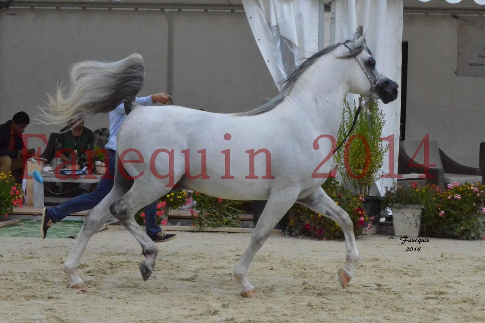 CHAMPIONNAT DE FRANCE  2014 A POMPADOUR - Notre Sélection - SHAOLIN DE NEDJAIA - 20