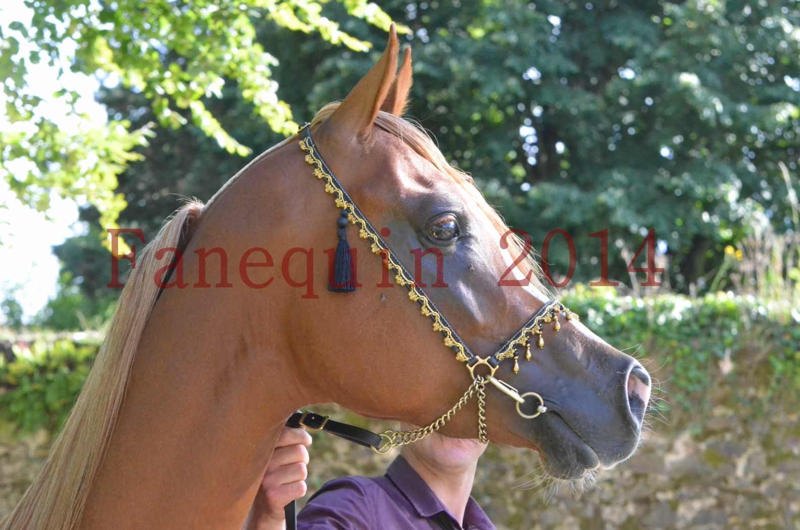 Championnat de FRANCE 2014 - Amateurs - SELECTO IBN SAMAWI - 166