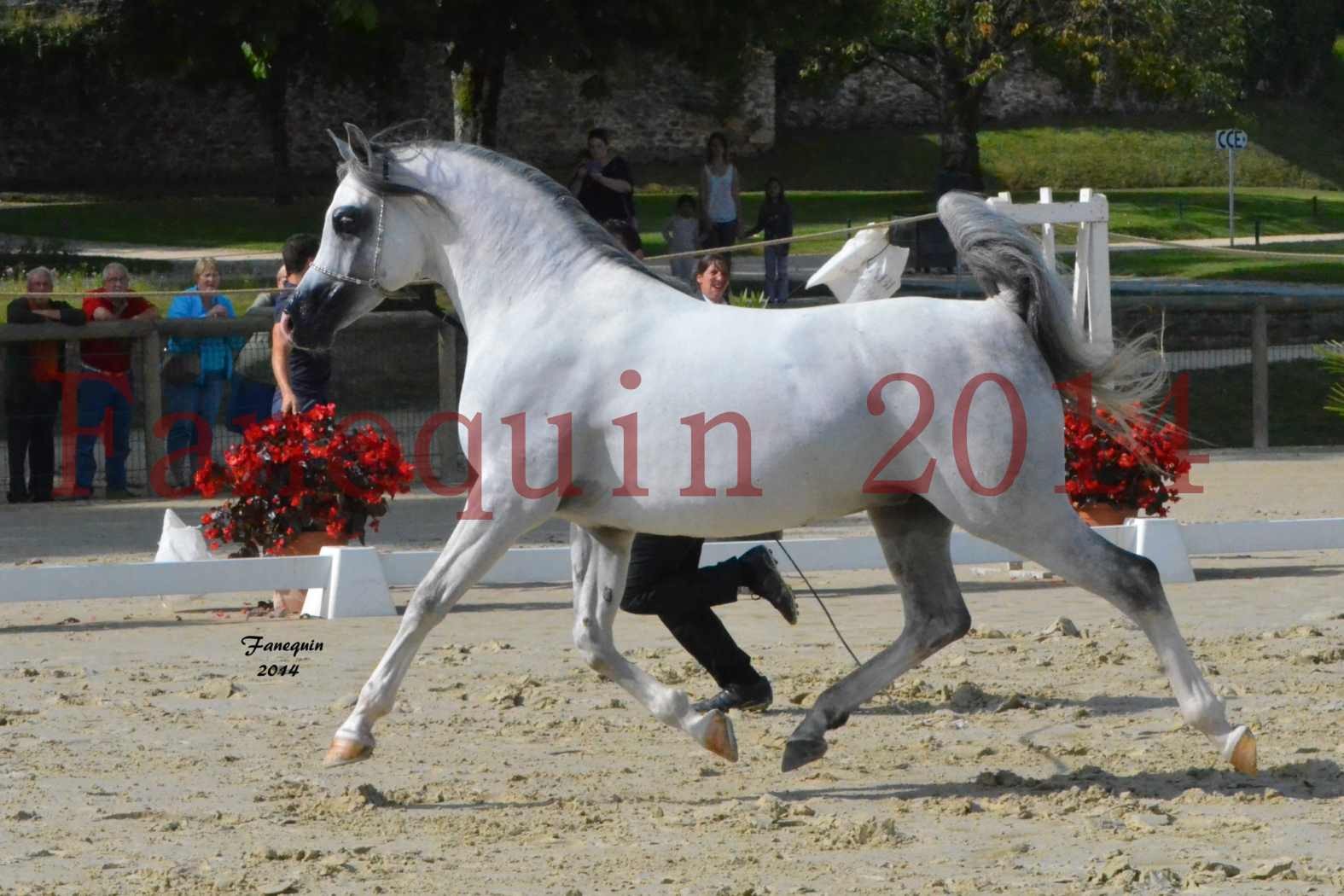 CHAMPIONNAT DE FRANCE  2014 A POMPADOUR - Notre Sélection - SHAOLIN DE NEDJAIA - 05