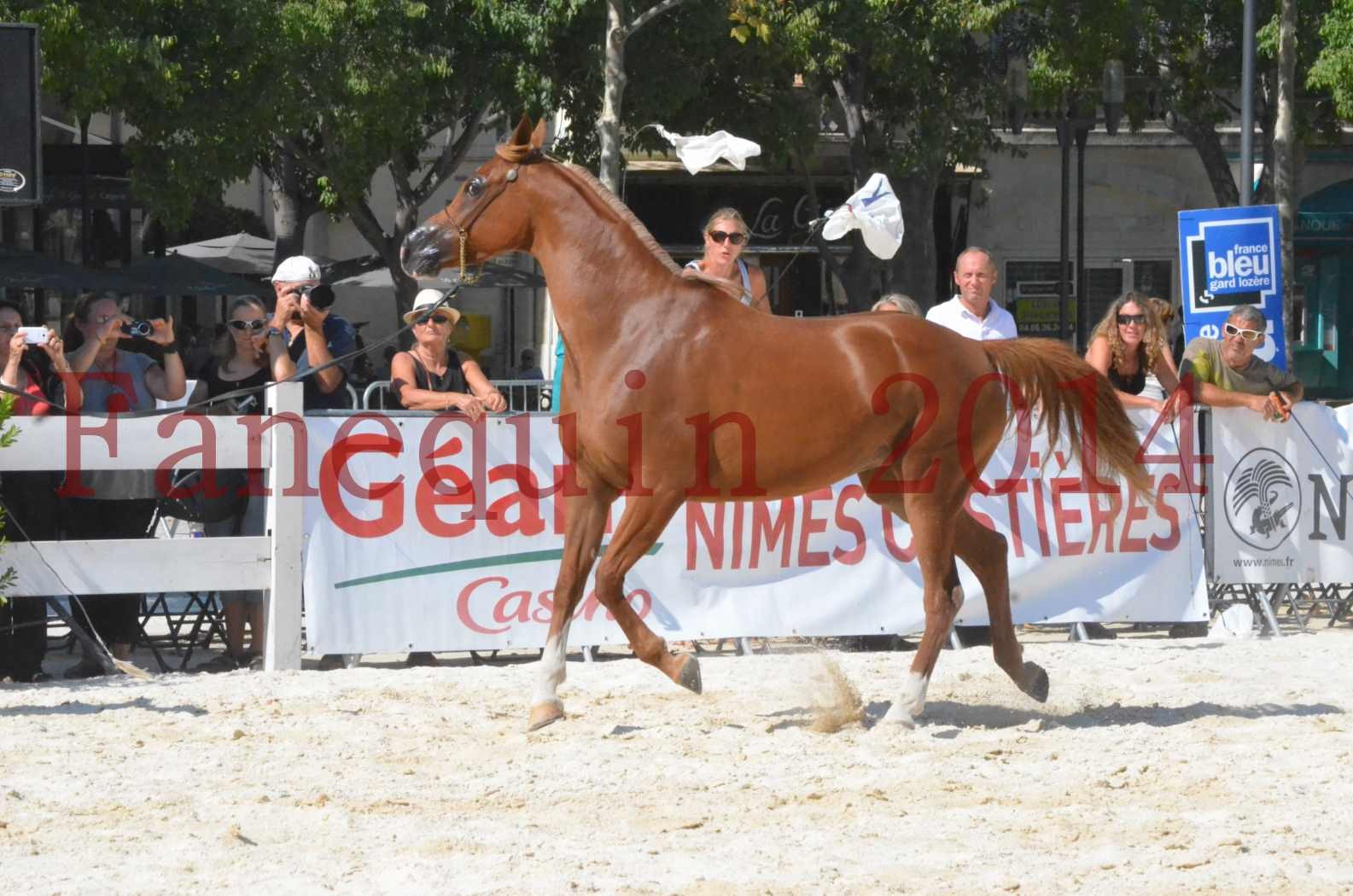 Concours National de Nîmes de chevaux ARABES 2014 - Championnat - MASSAI DE BARREL - 21