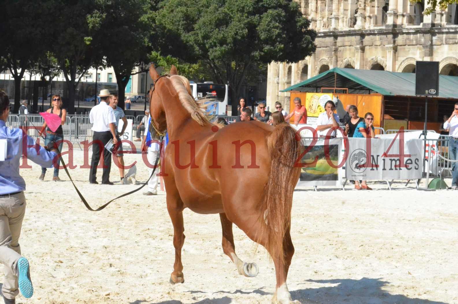 Concours National de Nîmes de chevaux ARABES 2014 - Championnat - MASSAI DE BARREL - 74