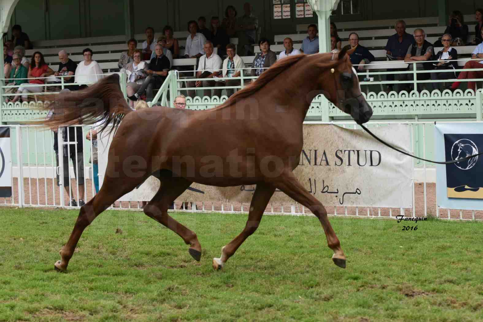 International Arabian Horse Show B de VICHY 2016 - PEARL DE DJOON - Notre Sélection - 03