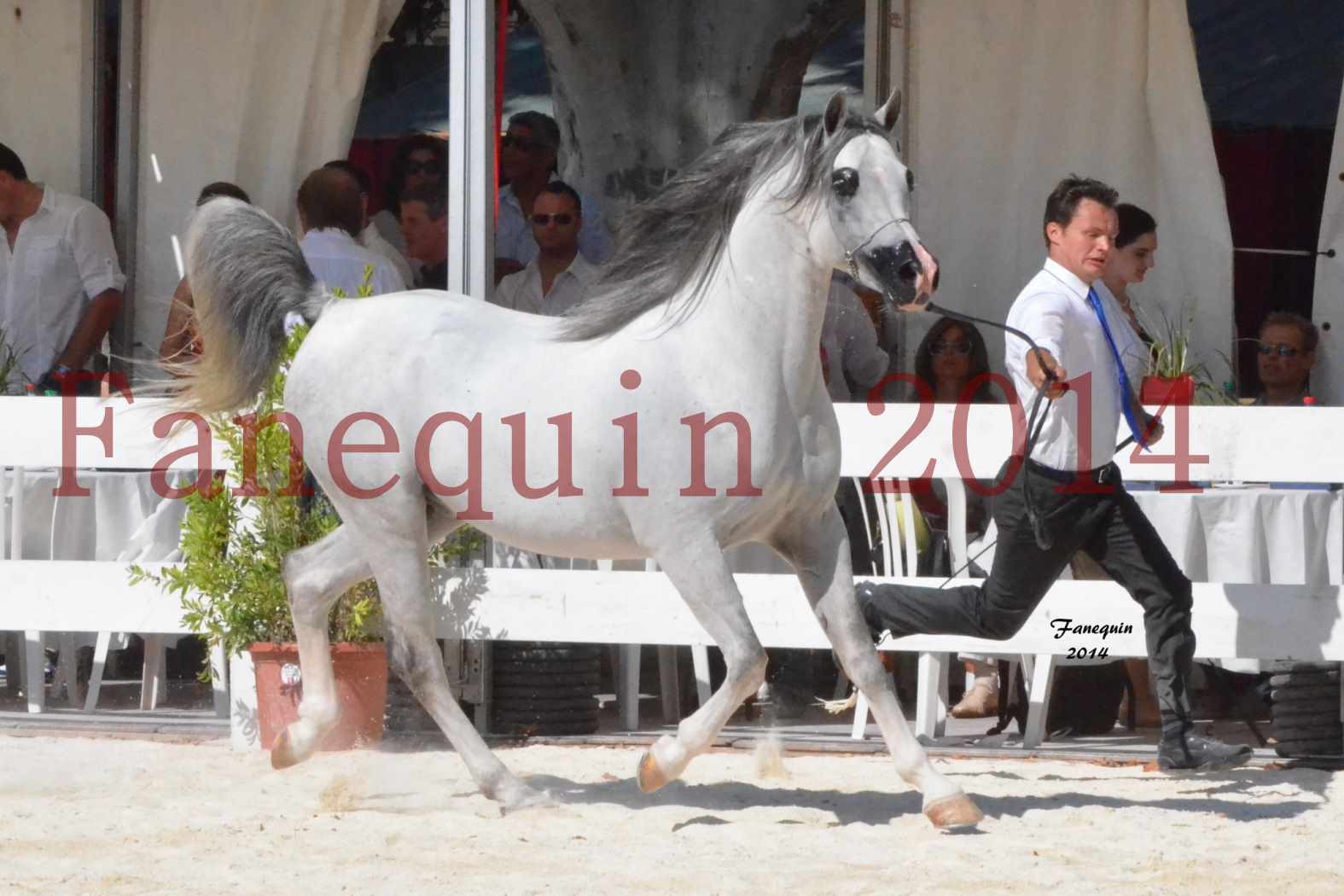 Concours National de Nîmes de chevaux ARABES 2014 - Notre Sélection - SHAOLIN DE NEDJAIA - 01