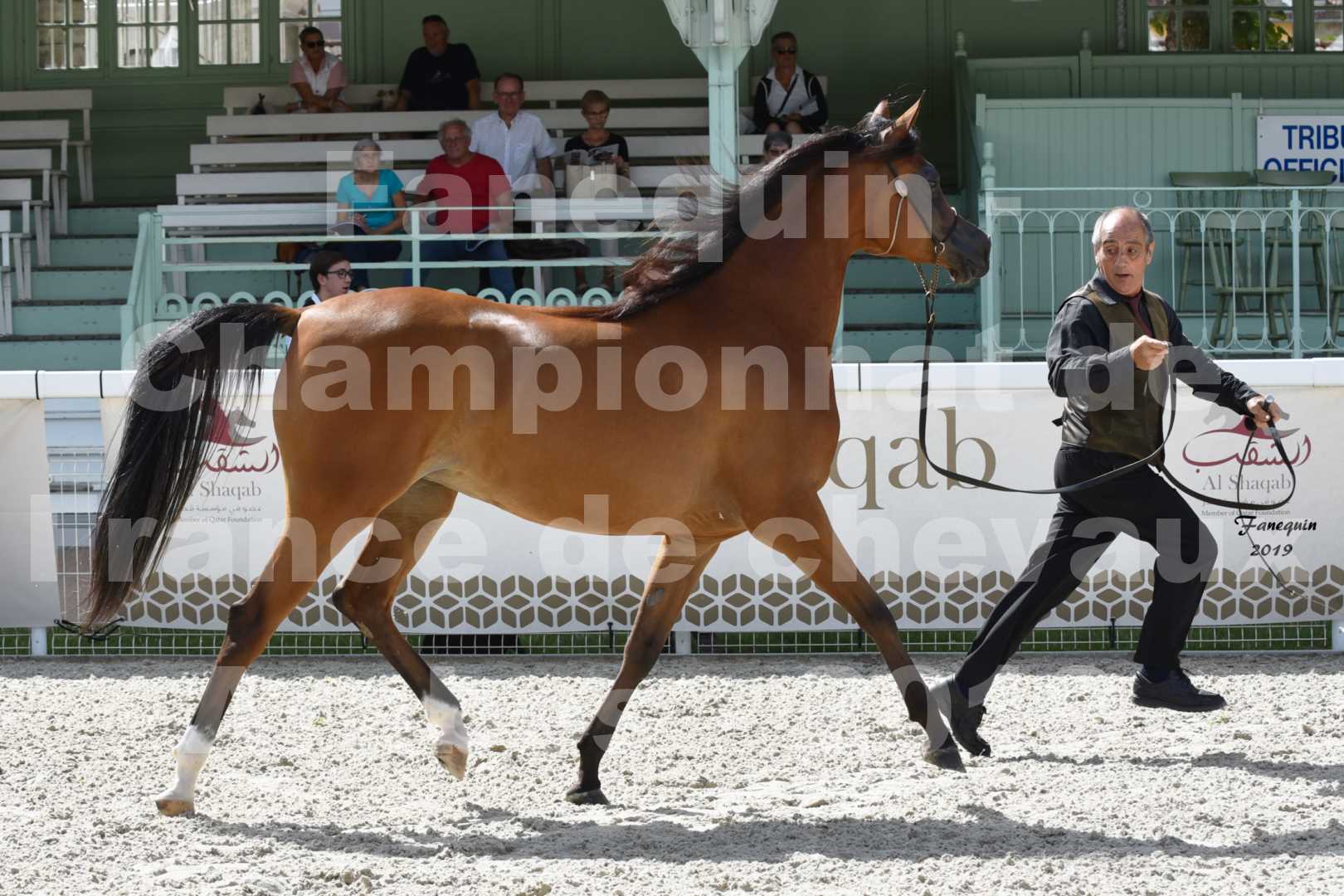 Championnat de France des chevaux Arabes en 2019 à VICHY - SH CHARISMA - 1