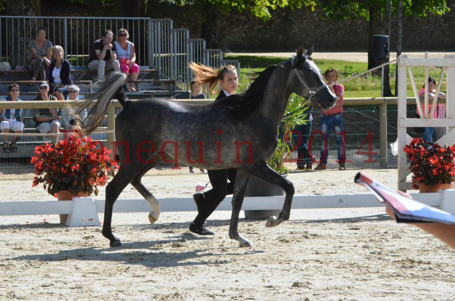 Championnat de FRANCE 2014 - Amateurs - CHTI KAID D'AUBIN - 12