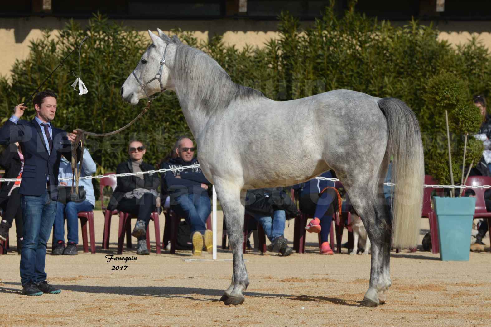 Présentation d’Étalons aux Haras d'UZES - présentation en main - ZA'IM AL HFIFA - 1
