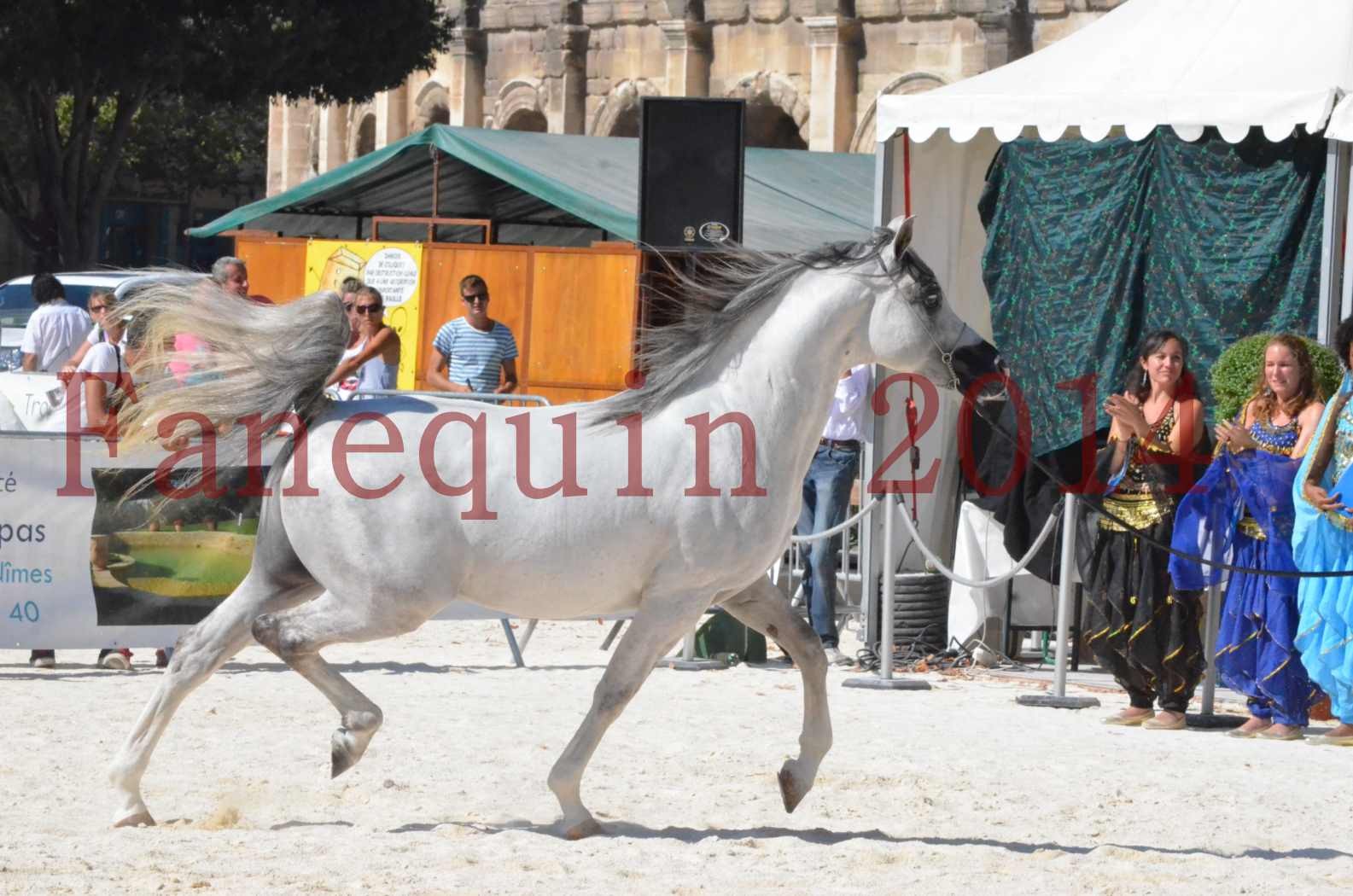 Concours National de Nîmes de chevaux ARABES 2014 - Sélection - SHAOLIN DE NEDJAIA - 22