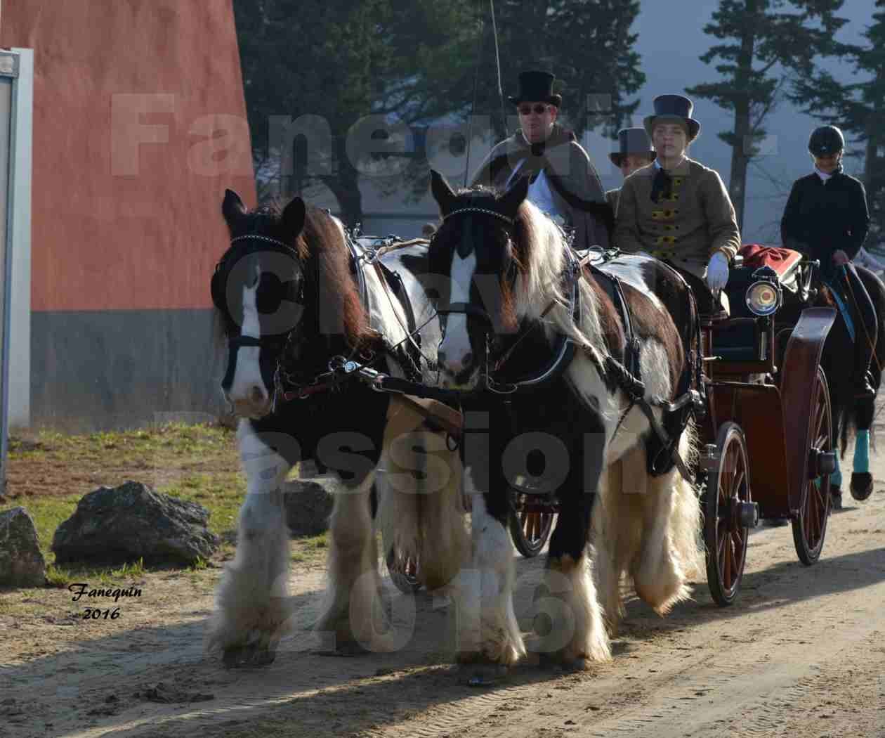 Cheval Passion 2016 - IRISH COB - Attelage en paire - 2