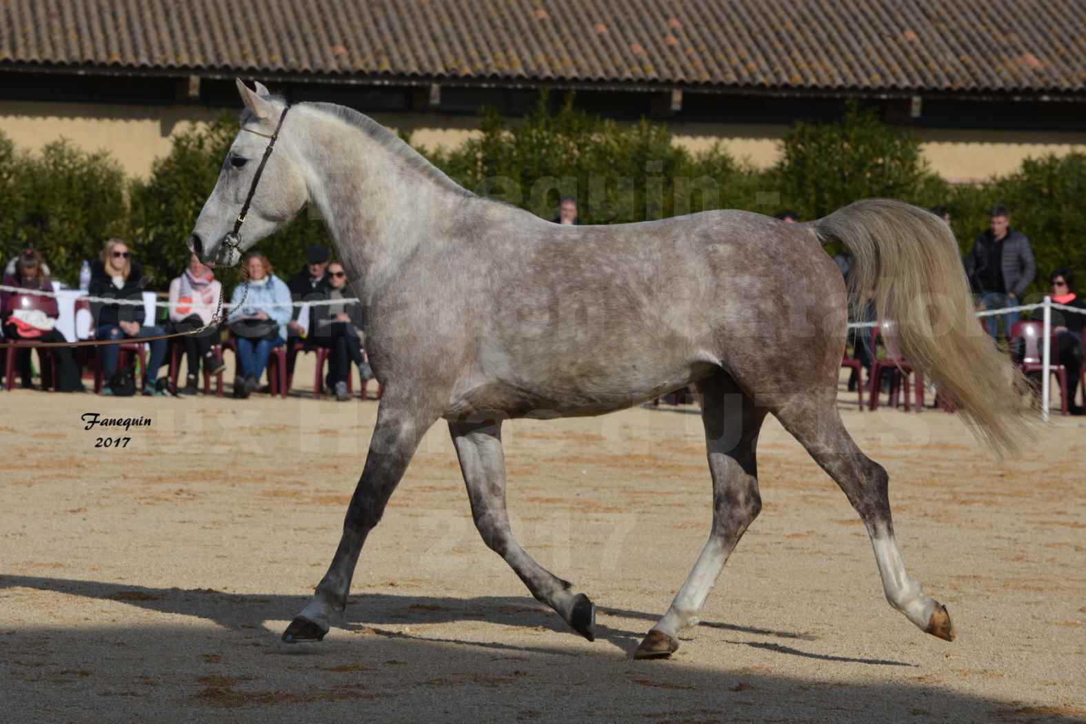 Présentation d’Étalons aux Haras d'UZES - Présentation en longe - NAFSTALIK DE L'ARLYNE - 6