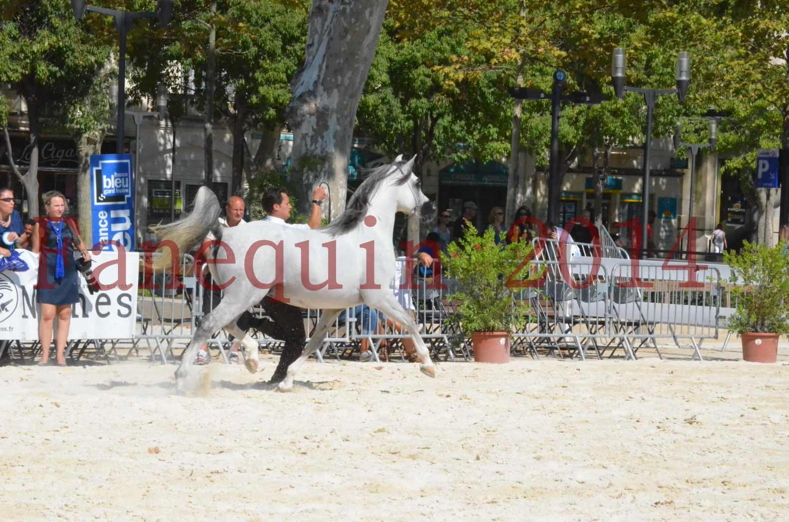 Concours National de Nîmes de chevaux ARABES 2014 - Sélection - SHAOLIN DE NEDJAIA - 39