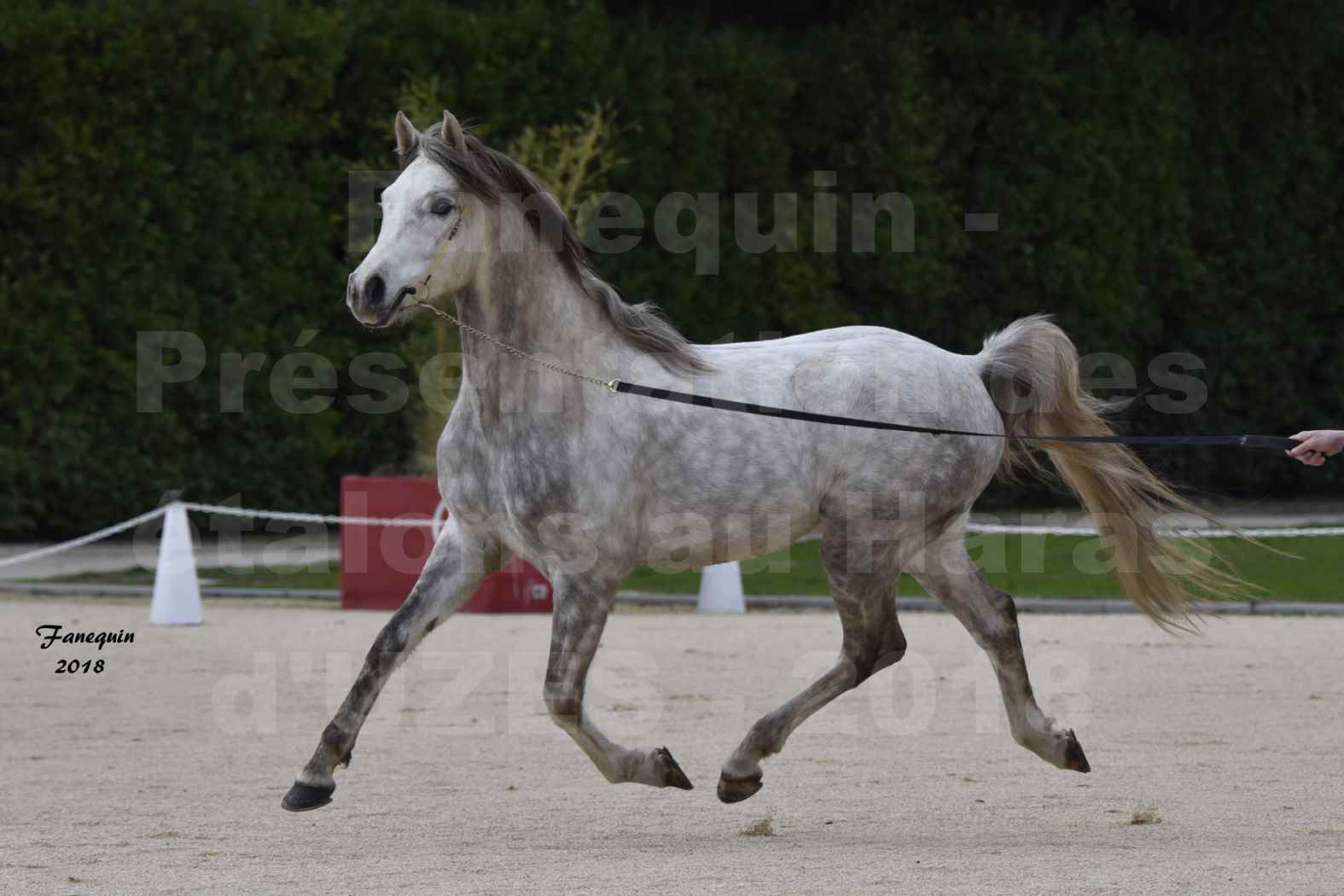 Présentation d’Étalons au Haras d'UZES 2018 - XXXX - notre sélection - en main - 5