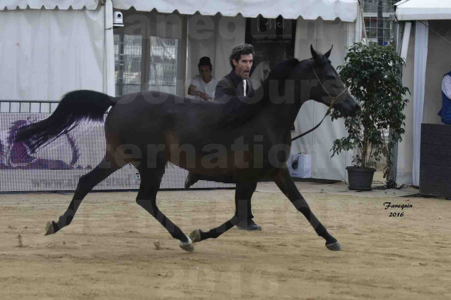 Championnat du pur-sang arabe de la Méditerranée et des pays arabes - MENTON 2016 - ADAYA - Notre Sélection - 10