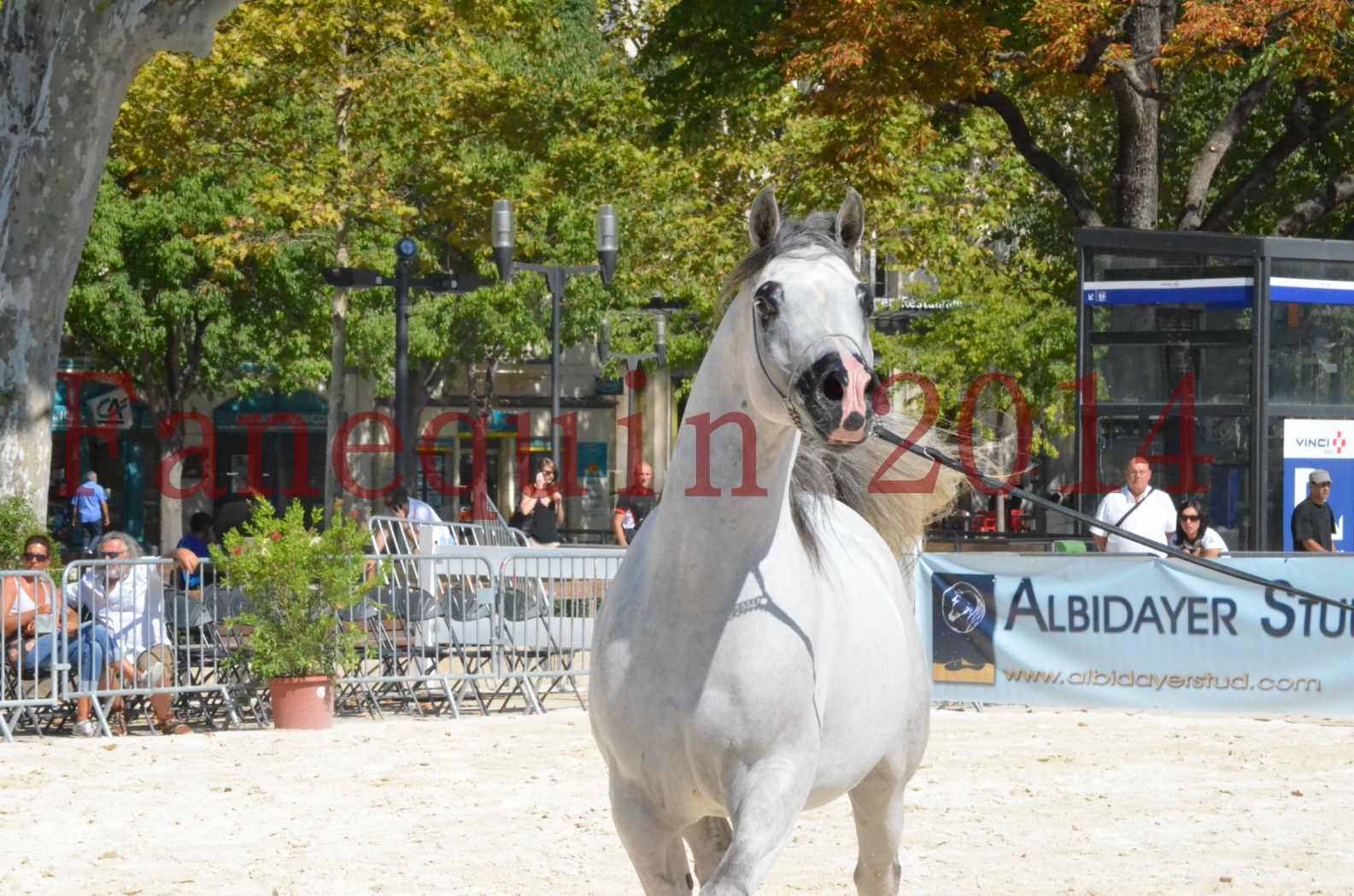 Concours National de Nîmes de chevaux ARABES 2014 - Sélection - SHAOLIN DE NEDJAIA - 50