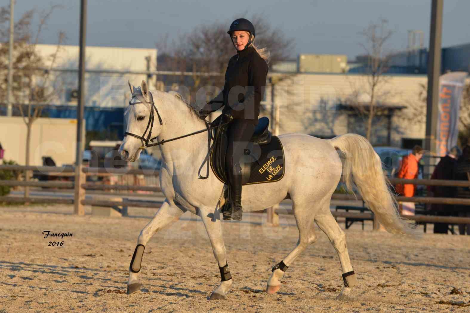 Cheval Passion 2016 - Présentation extérieure de chevaux Arabes montés - 22